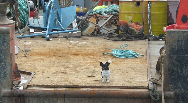 a small dog standing on the deck of a trawler at ullapool harbour